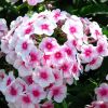 Phlox Paniculata Bright Eyes